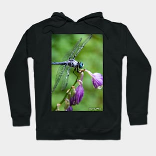 Dragonfly - series 2 Hoodie